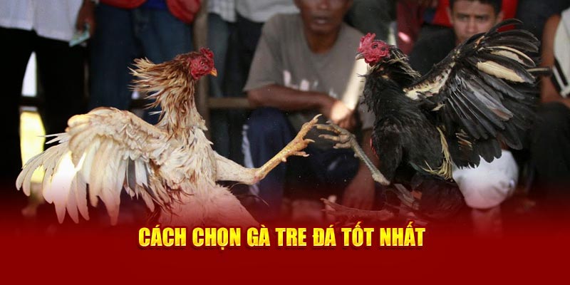 Cách chọn gà tre đá tốt nhất tại 89bet