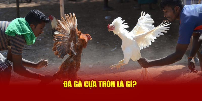 Đá gà cựa tròn là gì?