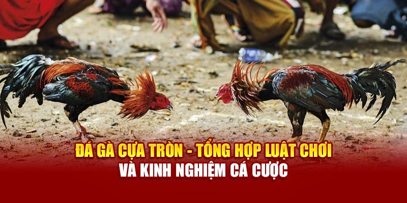 da-ga-cua-tron-tong-hop-luat-choi-va-kinh-nghiem-ca-cuoc