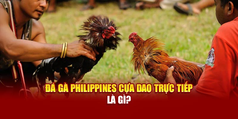 Đá gà Philippines cựa dao trực tiếp là gì?