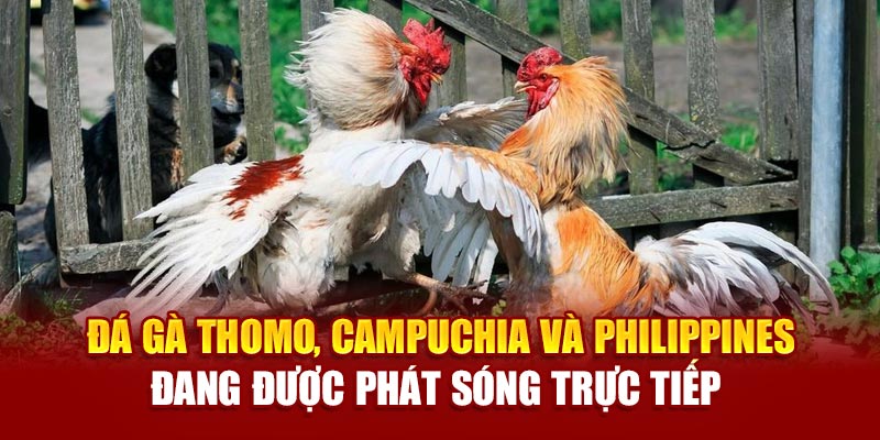 Đá gà Thomo, Campuchia và Philippines đang được phát sóng trực tiếp