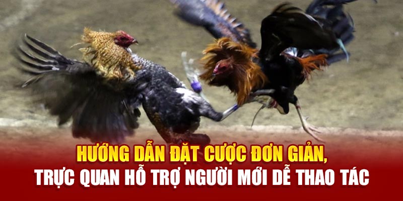 Hướng dẫn đặt cược đơn giản, trực quan hỗ trợ người mới dễ thao tác