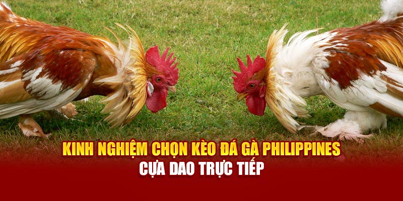 Kinh nghiệm chọn kèo đá gà cựa dao Philippines