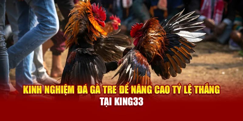Kinh nghiệm đá gà tre để nâng cao tỷ lệ thắng tại 89bet