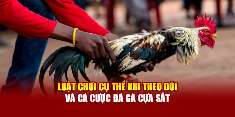 Luật chơi cụ thể khi theo dõi và cá cược đá gà cựa sắt