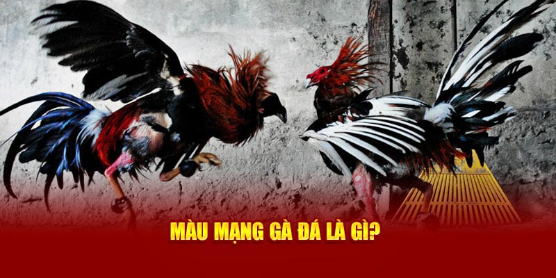 Màu mạng đá gà là gì?