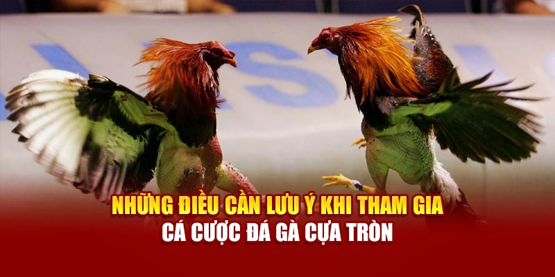 Những lưu ý quan trọng khi cá cược đá gà cựa tròn online