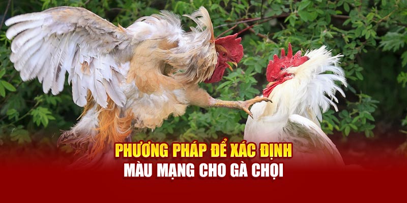 Các phương pháp xem màu mạng chuẩn như cao thủ