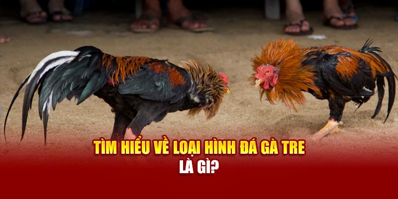 Tìm hiểu về loại hình đá gà tre là gì?