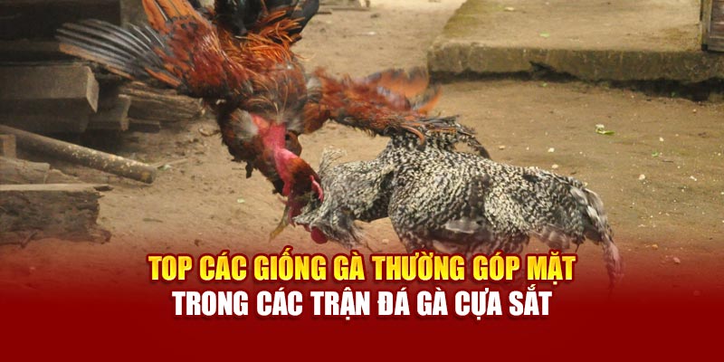 Top các giống gà thường góp mặt trong các trận đá gà cựa sắt