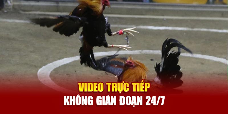 Video trực tiếp không gián đoạn 24/7