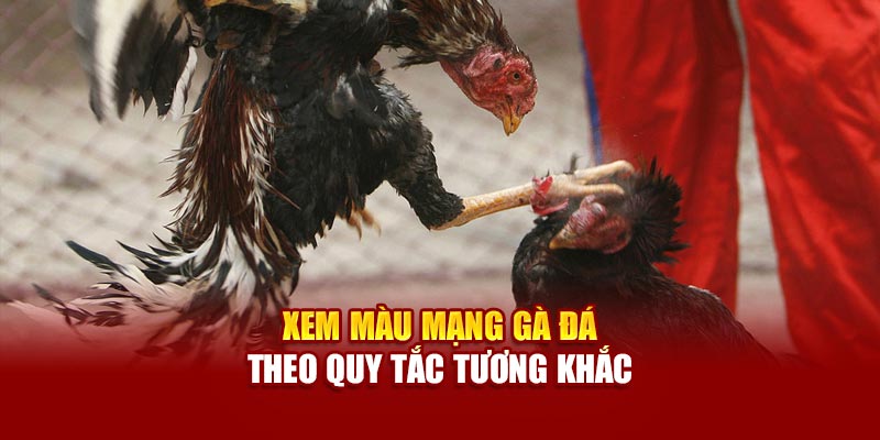 Xem màu mạng gà đá theo quy tắc tương khắc